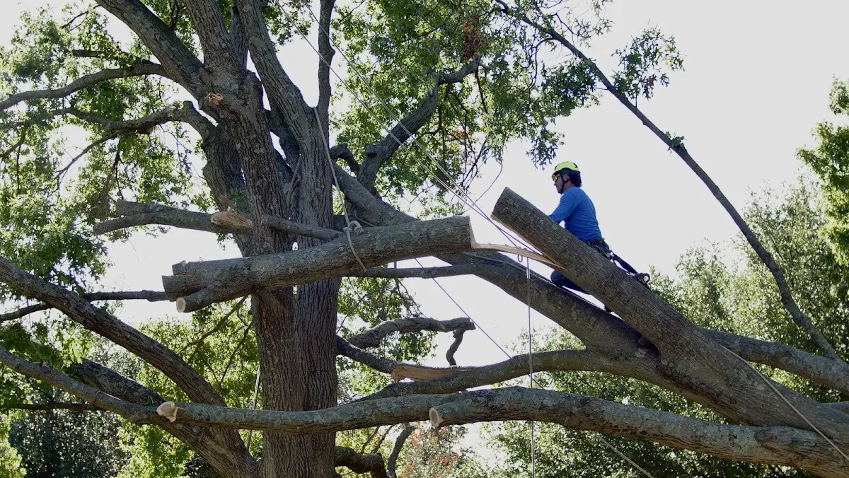 Professional Crown Thinning performed by certified arborists in Hermleigh