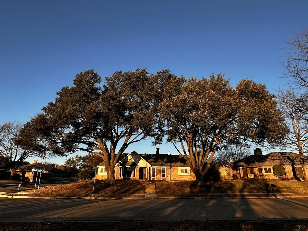Established residential canopy tree shading a home in Hermleigh